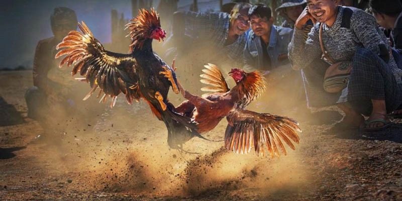 Nắm rõ luật và các quy định để tự tin tham gia Đá gà AOG tại 8KBET