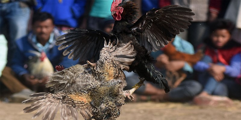 Đá gà AOG 8KBET là lựa chọn lý tưởng cho nhiều người nhờ những ưu điểm nổi bật